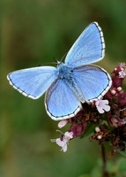 Adonis Blue Polyommatus bellargus
