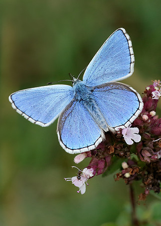 Adonis Blue Polyommatus bellargus