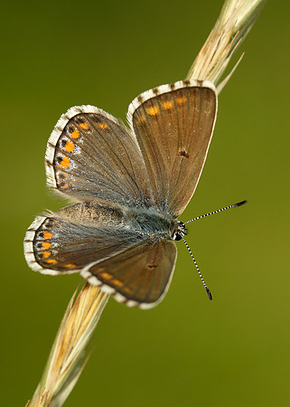 Adonis Blue Polyommatus bellargus