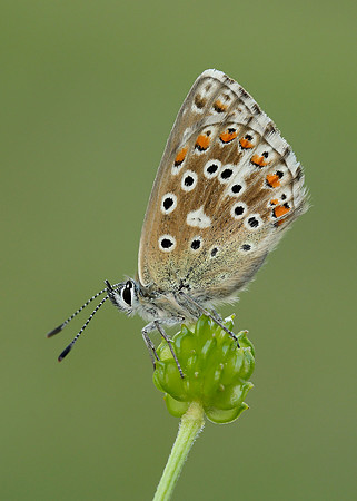 Adonis Blue Polyommatus bellargus