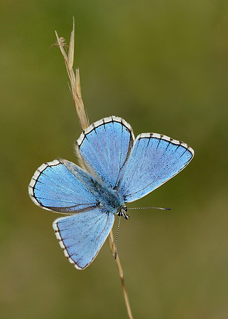 Adonis Blue Polyommatus bellargus