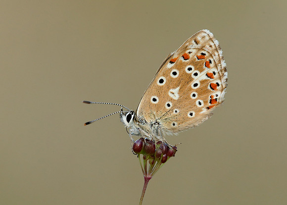 Adonis Blue Polyommatus bellargus