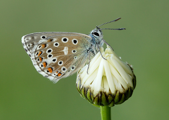 Adonis Blue Polyommatus bellargus