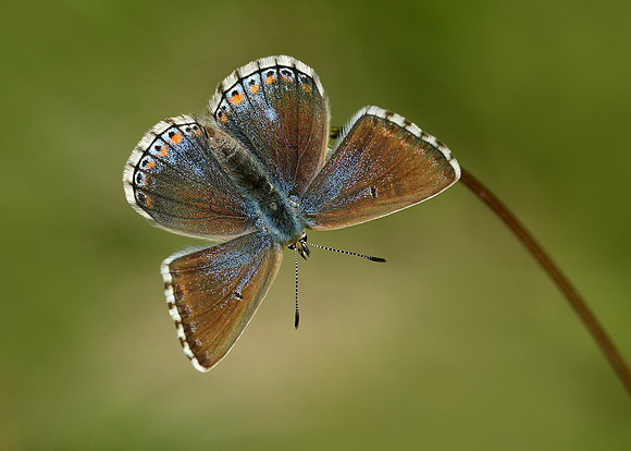 Adonis Blue Polyommatus bellargus