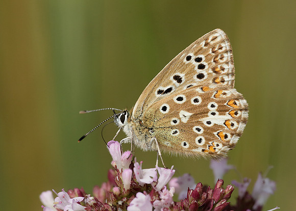 Adonis Blue Polyommatus bellargus