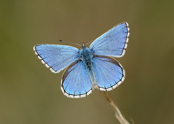 Adonis Blue Polyommatus bellargus