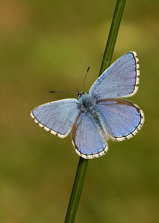 Adonis Blue Polyommatus bellargus