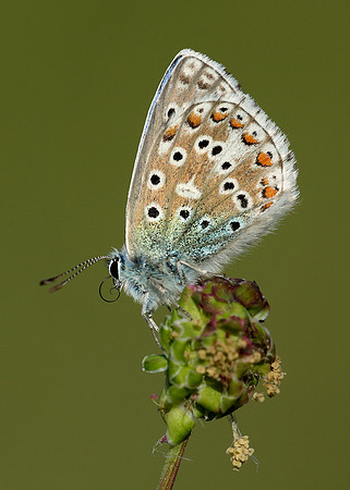 Adonis Blue Polyommatus bellargus