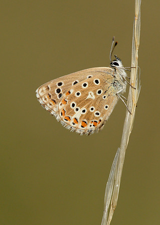 Adonis Blue Polyommatus bellargus