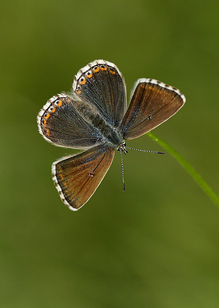 Adonis Blue Polyommatus bellargus