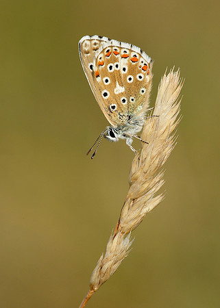 Adonis Blue Polyommatus bellargus