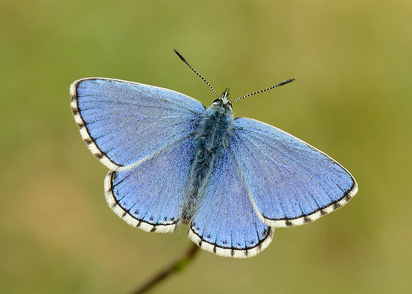 Adonis Blue Polyommatus bellargus