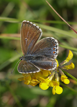 Adonis Blue Polyommatus bellargus