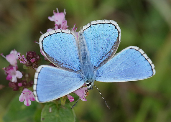 Adonis Blue Polyommatus bellargus