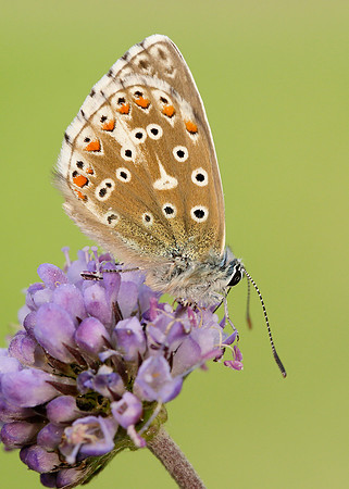 Adonis Blue Polyommatus bellargus