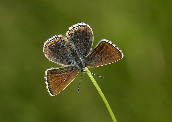 Adonis Blue Polyommatus bellargus