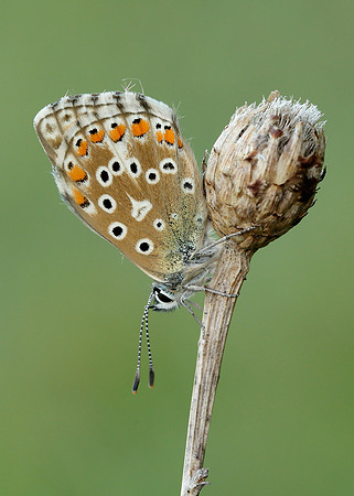 Adonis Blue Polyommatus bellargus