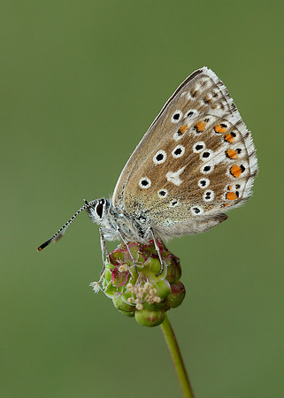 Adonis Blue Polyommatus bellargus