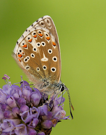 Adonis Blue Polyommatus bellargus
