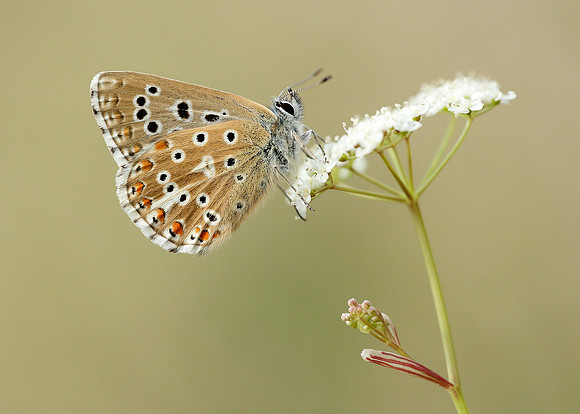 Adonis Blue Polyommatus bellargus