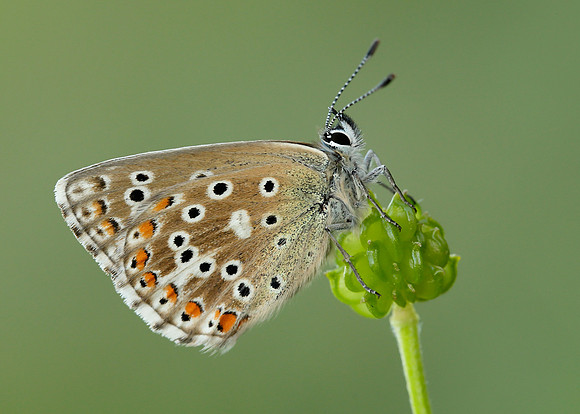 Adonis Blue Polyommatus bellargus