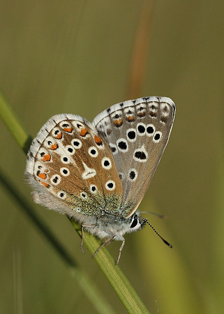 Adonis Blue Polyommatus bellargus