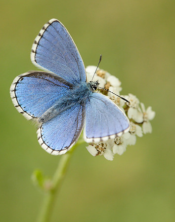 Adonis Blue Polyommatus bellargus