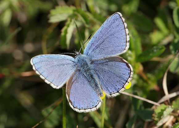 Adonis Blue Polyommatus bellargus