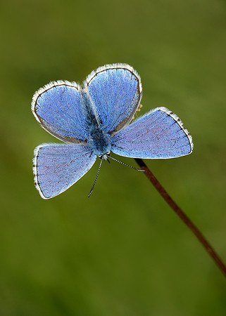 Adonis Blue Polyommatus bellargus