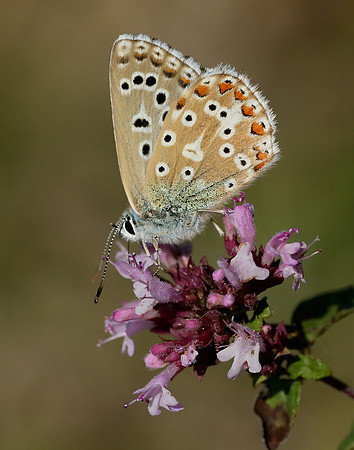 Adonis Blue Polyommatus bellargus