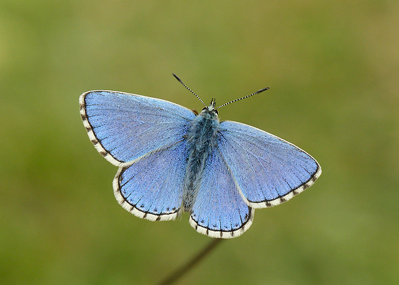 Adonis Blue Polyommatus bellargus