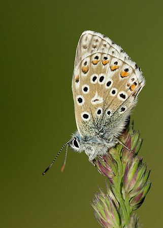Adonis Blue Polyommatus bellargus