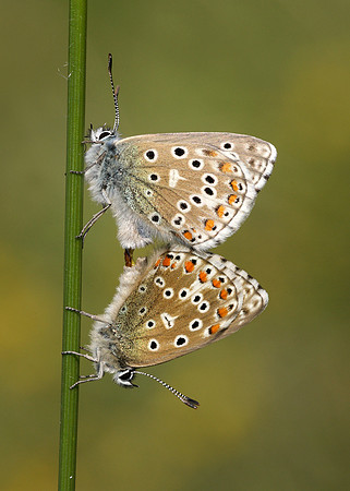 Adonis Blue Polyommatus bellargus