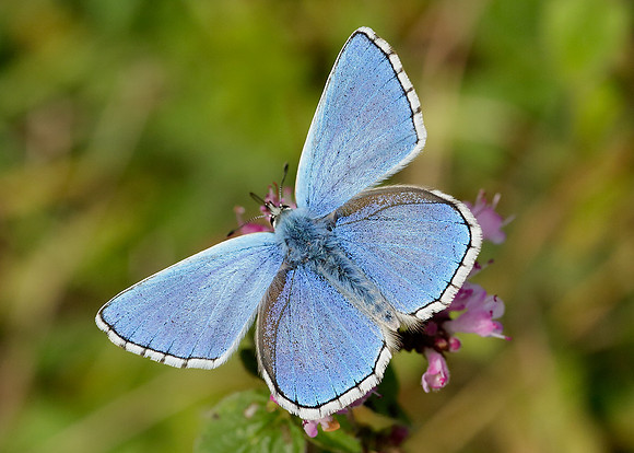Adonis Blue Polyommatus bellargus