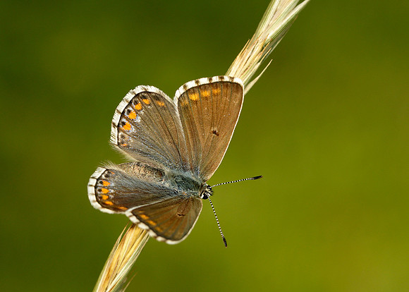 Adonis Blue Polyommatus bellargus