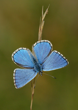 Adonis Blue Polyommatus bellargus