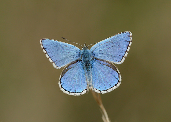 Adonis Blue Polyommatus bellargus