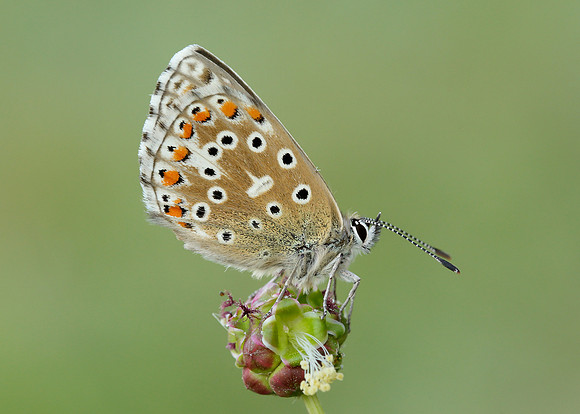 Adonis Blue Polyommatus bellargus