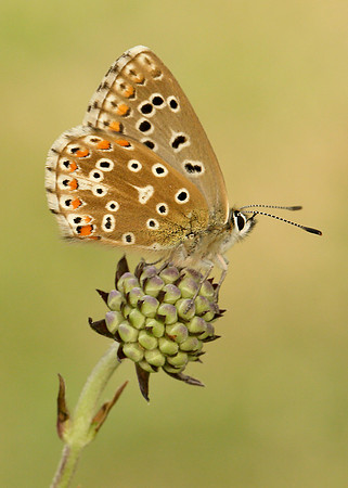 Adonis Blue Polyommatus bellargus