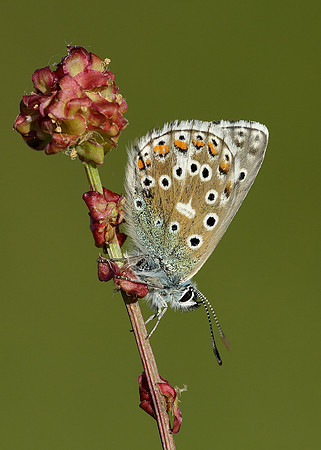 Adonis Blue Polyommatus bellargus