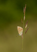 Adonis Blue Polyommatus bellargus