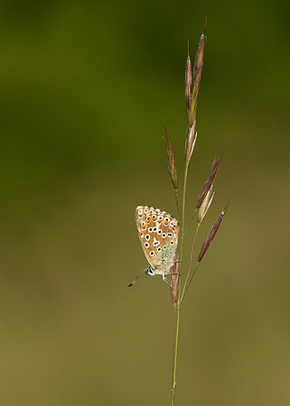Adonis Blue Polyommatus bellargus