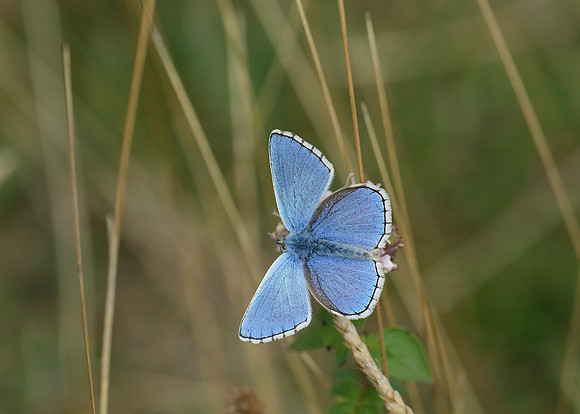Adonis Blue Polyommatus bellargus