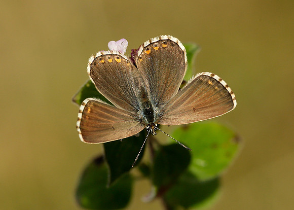 Adonis Blue Polyommatus bellargus