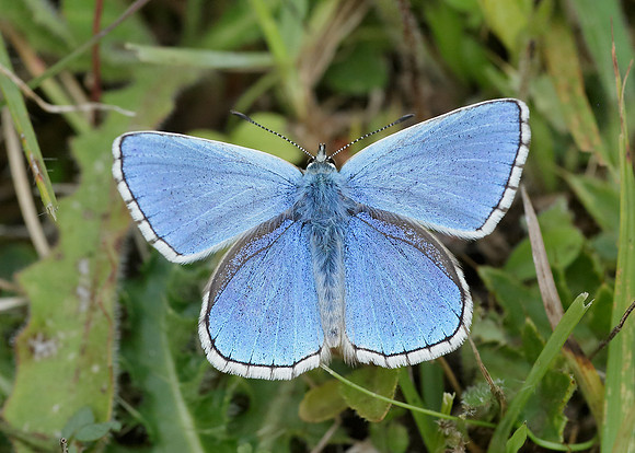 Adonis Blue Polyommatus bellargus
