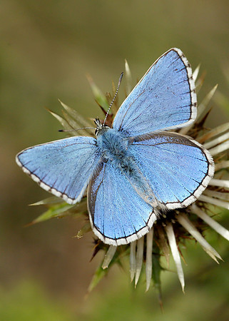 Adonis Blue Polyommatus bellargus
