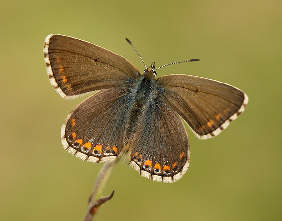 Adonis Blue Polyommatus bellargus