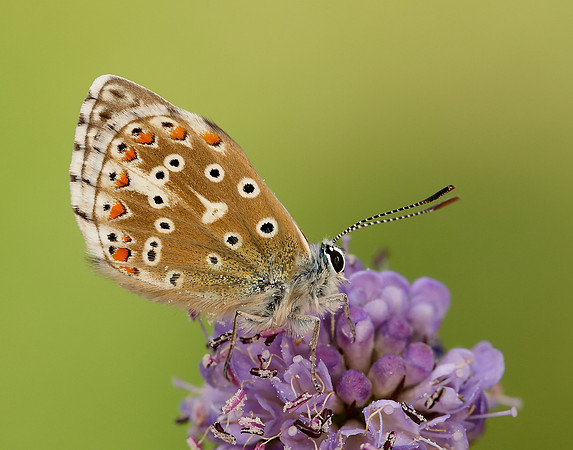 Adonis Blue Polyommatus bellargus
