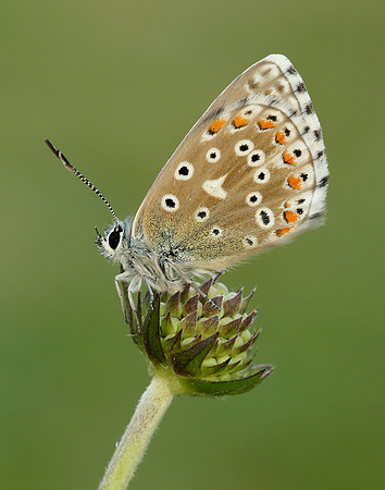 Adonis Blue Polyommatus bellargus