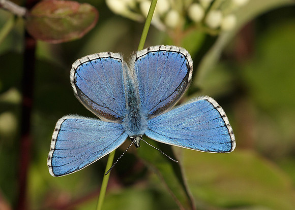 Adonis Blue Polyommatus bellargus